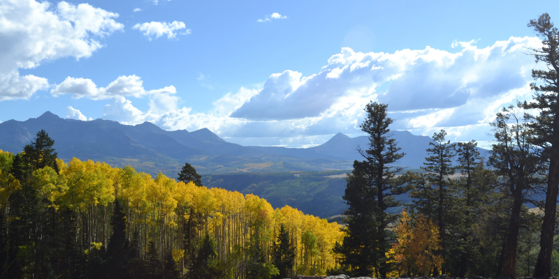 cottonwood (5)
